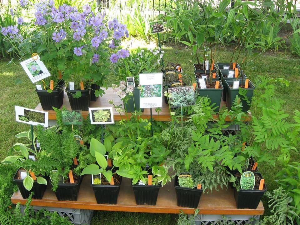 eaf13122e7e7d8e81250_plant_sale.jpg