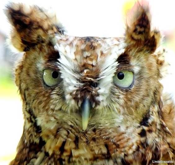 eb94f35f9517af83decc_Bio-Blitz_owl_by_Linda_Brazaitis.jpg