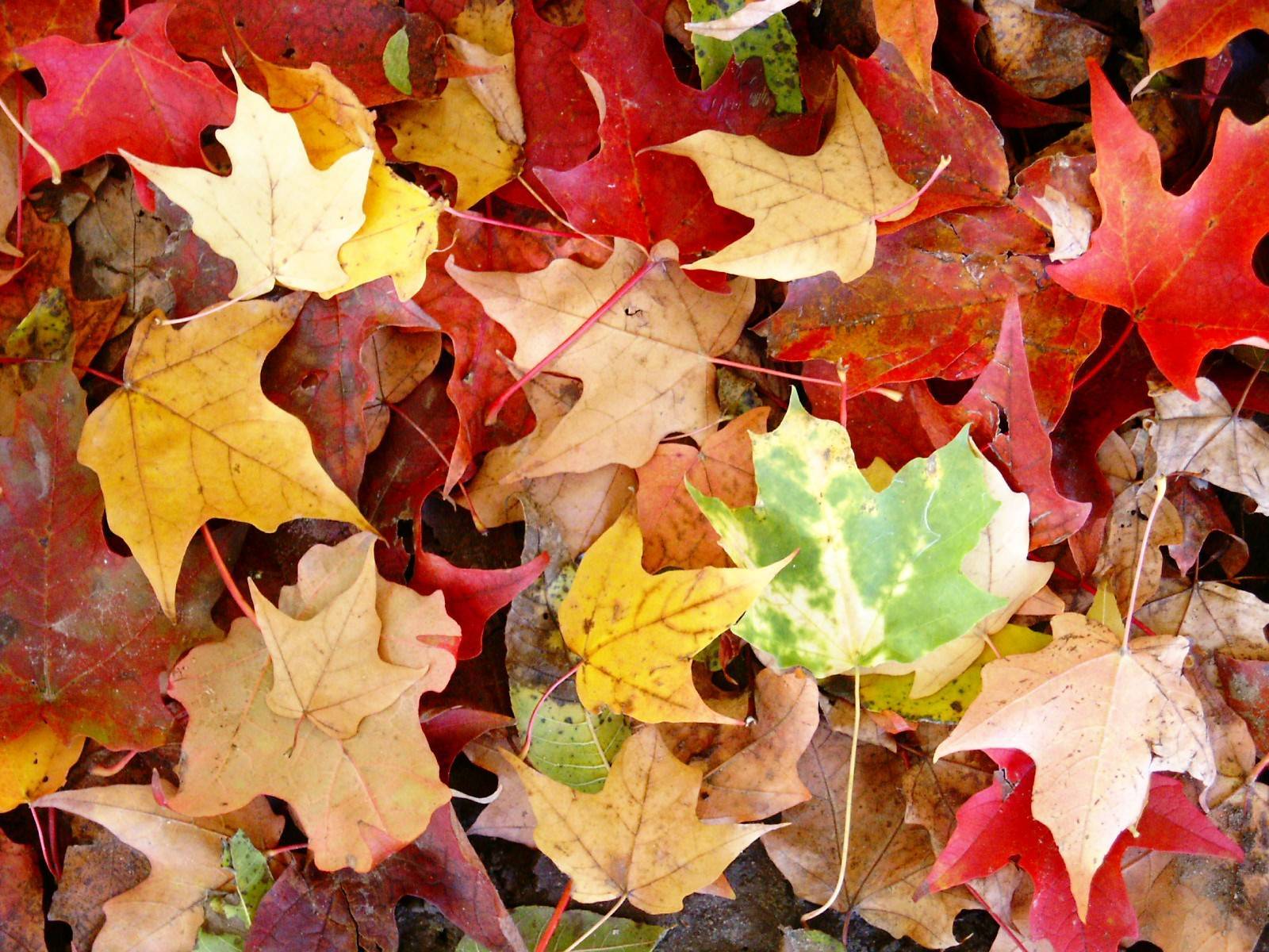 eeb303e89d263f553c78_leaf_collection.jpg