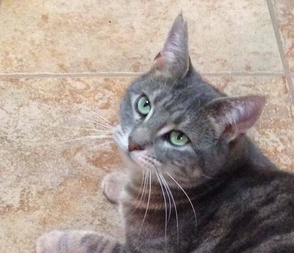 ef5dff679dd114641ddf_patty_cat.jpg