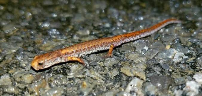 f02f1cf14b6a8231fdaf_0e48ae78493d4c84793d_salamander.jpg