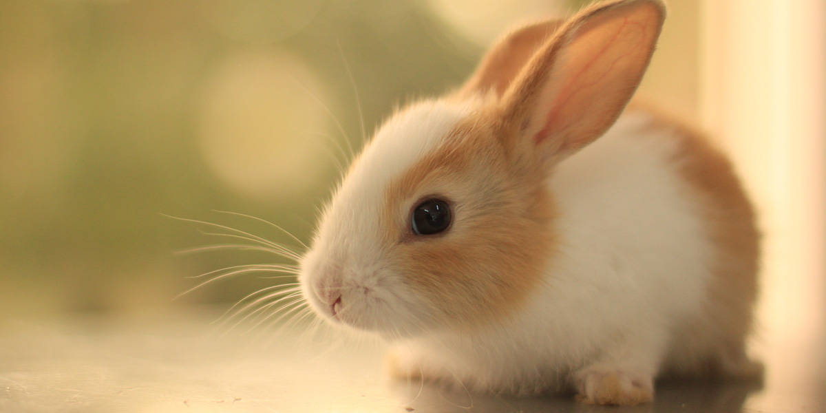 f031709f8b540e52d3c5_bunny.jpg