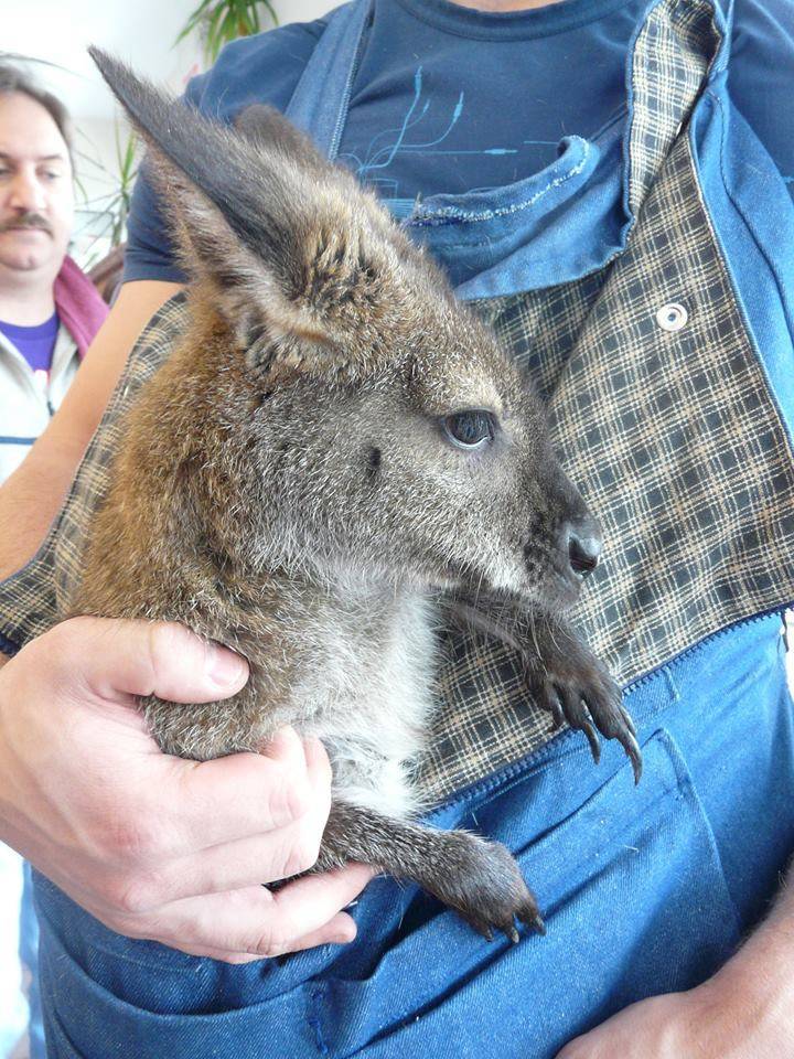 f04855ea3485d9566c26_wallaby.jpg