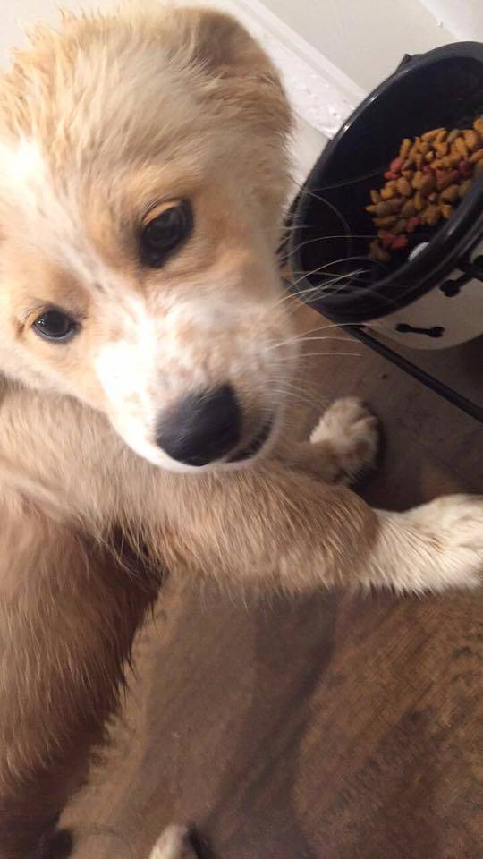 f06c65cb334578046070_dog_2.jpg