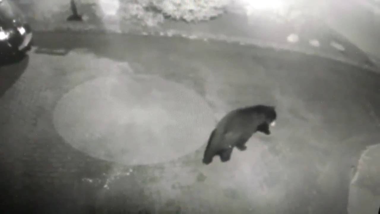 f0f35d78e01c822e5a37_sbbear.jpg