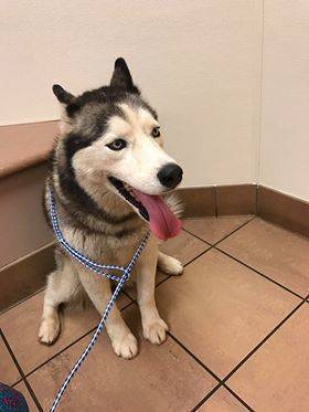 f338e4e230030a8035c8_Husky_Angel.jpg