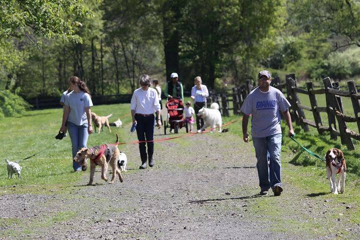 f4a349e1ff516826082c_DogWalksLordStirling.jpg