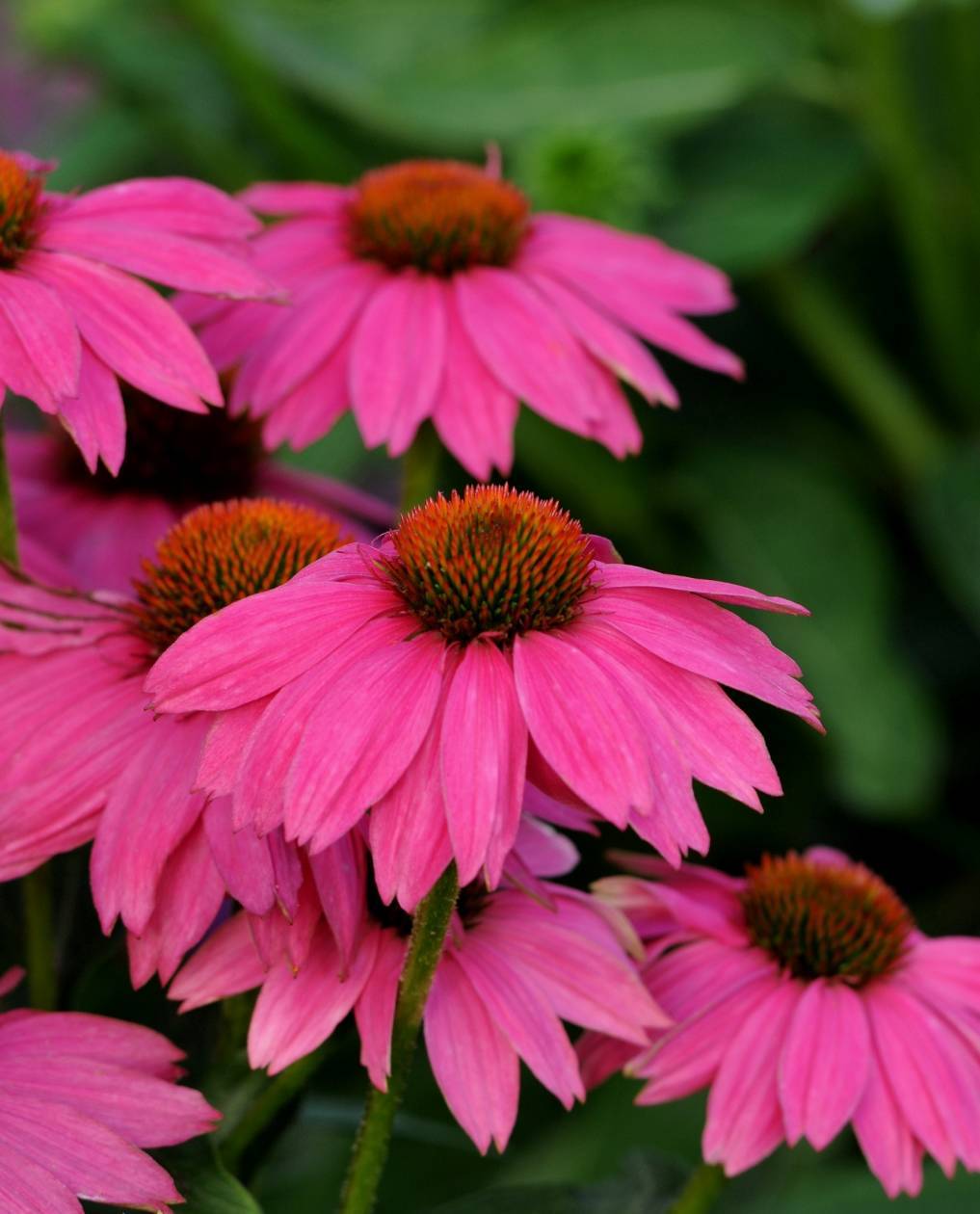 f708c9b474ad529bc271_Echinacea_PowWowWildBerry-Primary-2010AAS.jpg