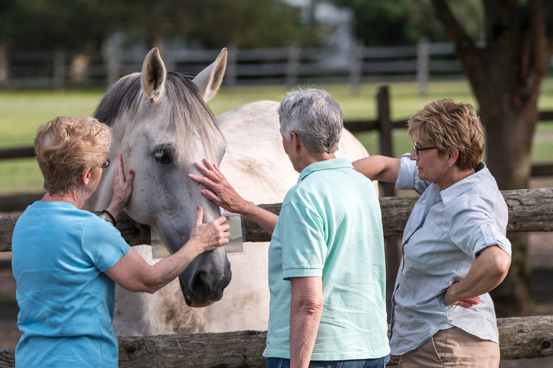 f7fa372ca74d60ea0f2b_Ladies___Horse_copy.jpg