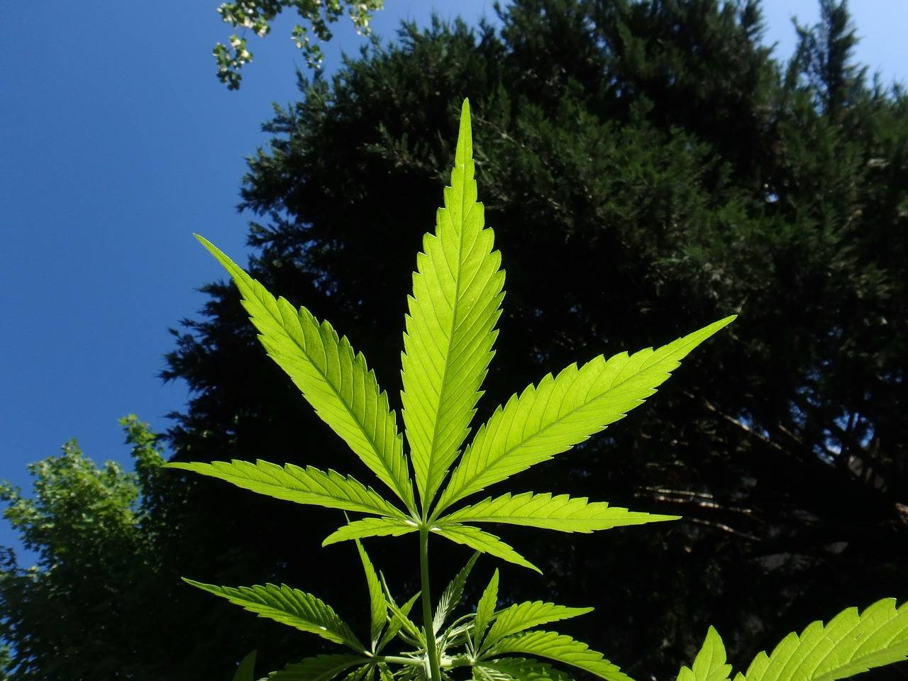 f8372e5b58849e0d4f97_cannabis-1382955_1280.jpg