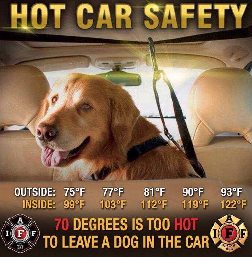 f9f4d8131623363cf971_0f4c7d1ccf39e4e1d2a3_hot_car_safety.jpg