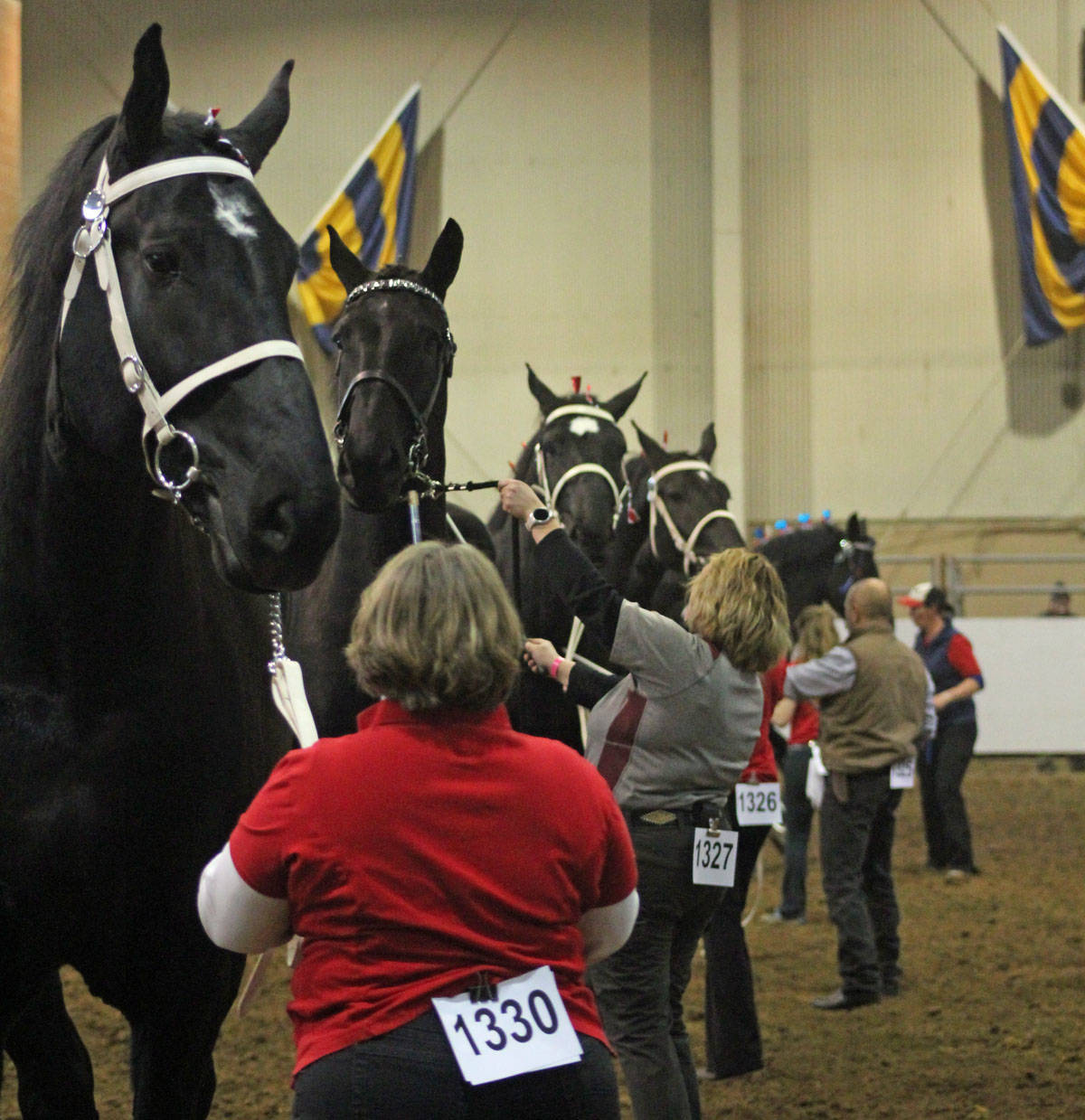 fb2aa6d61fd1c61f8f38_farm_show_draft_halter01.jpg
