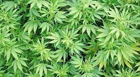 fc70e1d96d0fd113c76d_sompixmarijuanna.jpg