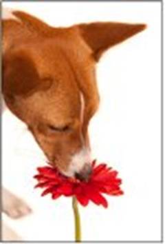 fd4346d643cd2291574d_springdog.jpg