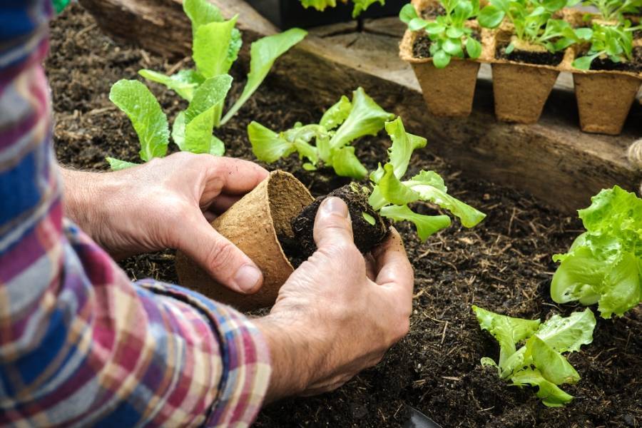 233de447ac87ccf660b5_gardeninglettuce.jpg