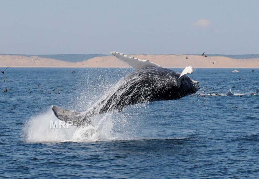 56f50e17aa96691de4f2_MichaelPeterson-whale-_breaching.jpg