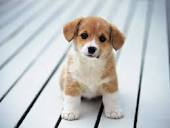 e65a259ca50618fa5cf5_puppy.jpg