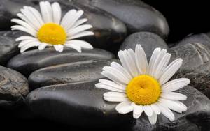 Carousel_image_e46f5a0996379b1ac5ed_116726783_4367406203299344_605284786175938751_o