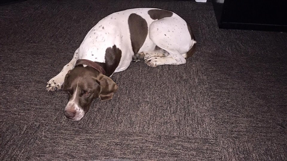 970545428ef07a71b358_dog_1.jpg