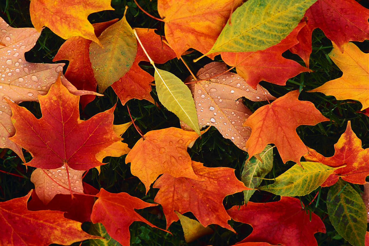 22f899077474d898e042_fall_leaves.jpg