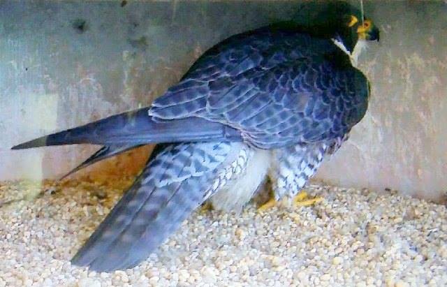 d1a318934d81dba4c354_Peregrine_Falcon_2.jpg