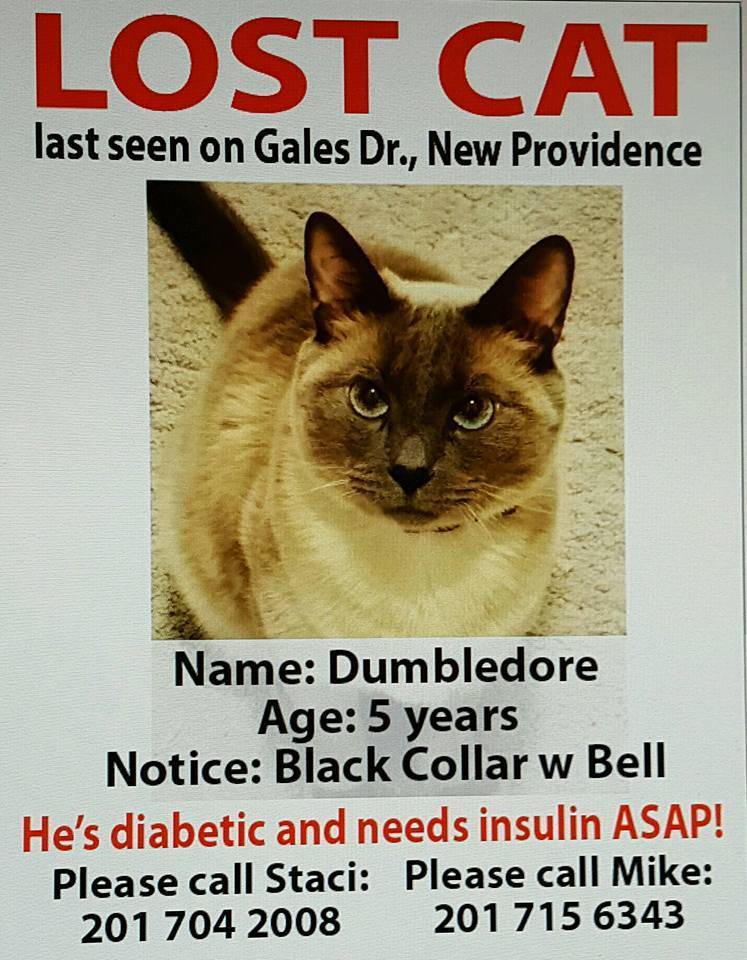 cb80a2799231bc075e74_missing_cat.jpg