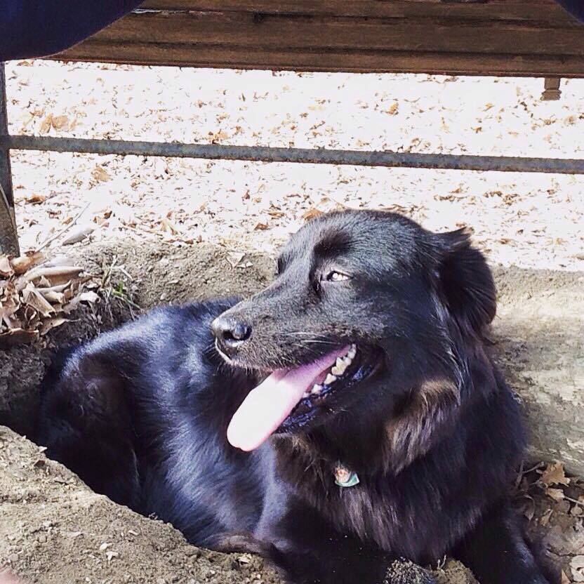 3755db2c098160d49387_dog.jpg