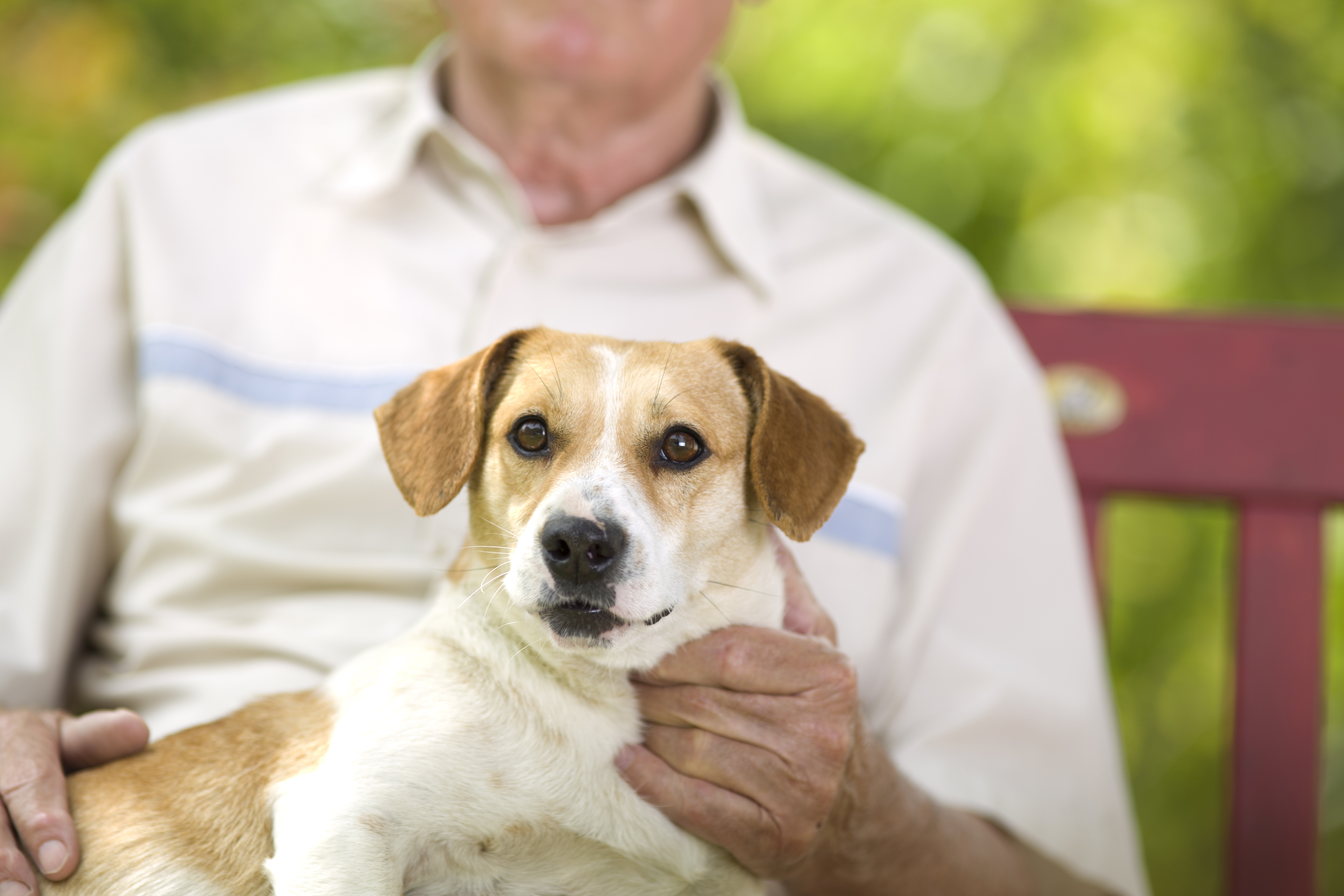 a8be575a34c14fa27a7a_Dog.jpg