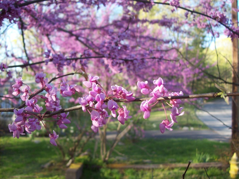 775cbf6a230a06105bf6_arbor_day.jpg