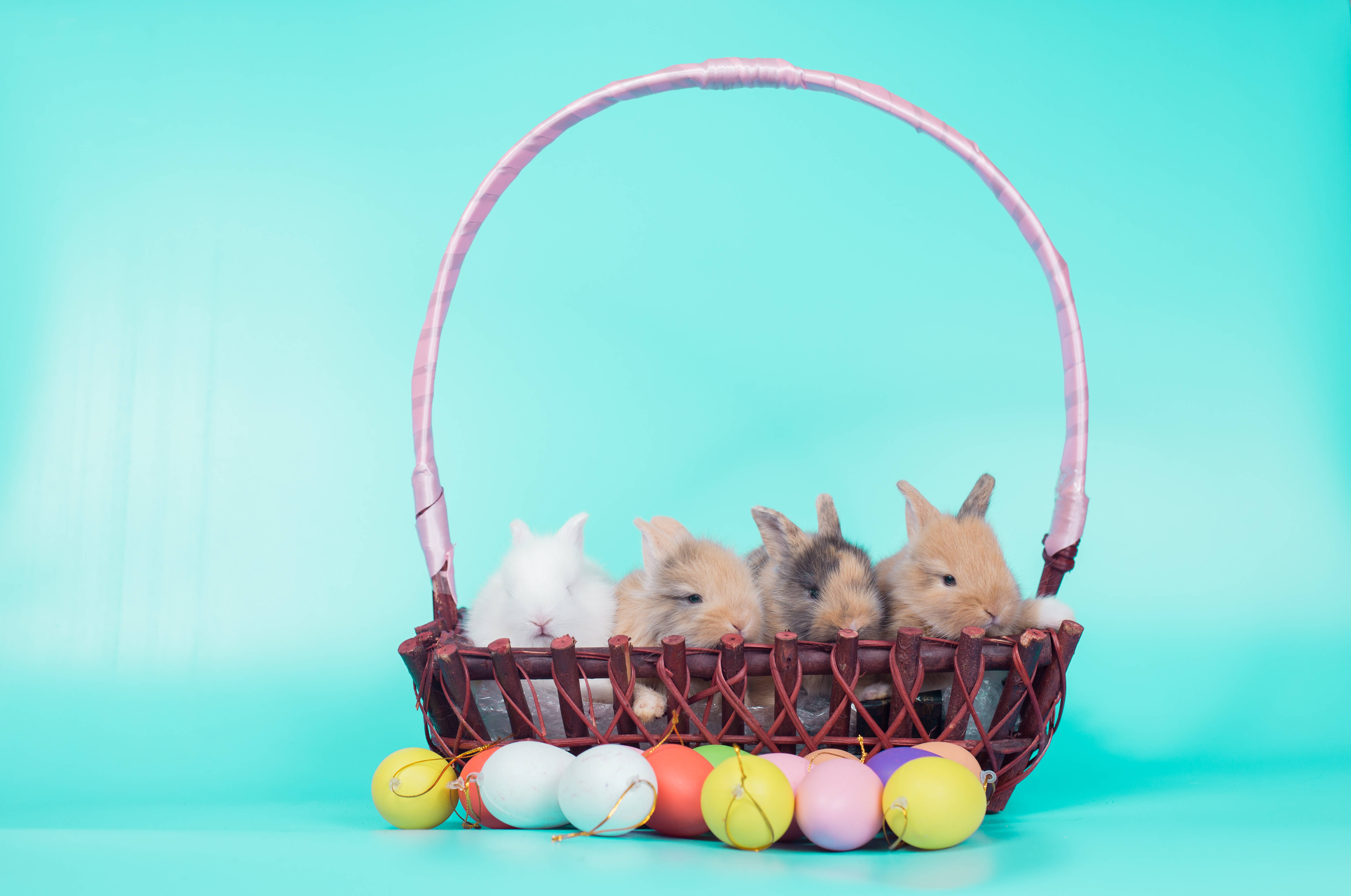 Ccd0c2589fa0fde27ecd easter 1