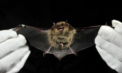 0ae0e181169683617572_bat.jpg