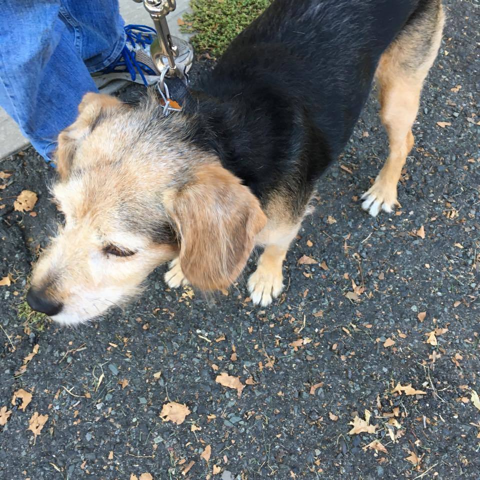 503190b79f48216ae086_0f3abed3508bdbfe369a_dog.jpg