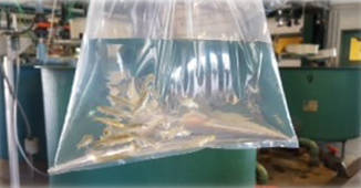 63600a08db6fd584afdf_a1dc2891b958a6120c4c_mosquito_fish_bag_2016.jpg