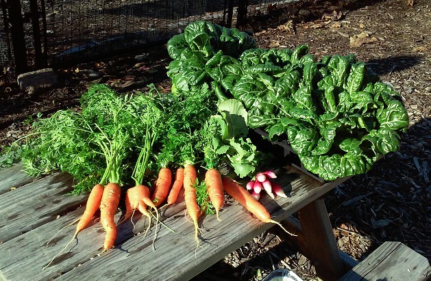 57b045c4c92578ff4aae_2015_Community_Garden_Harvest.jpg