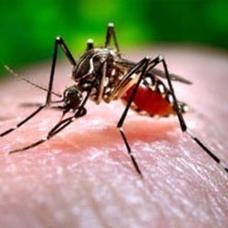 b021d1c5a0dad6189e2f_mosquito.jpg