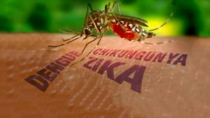 aadca751ad63f2db93ec_zika_2.jpg