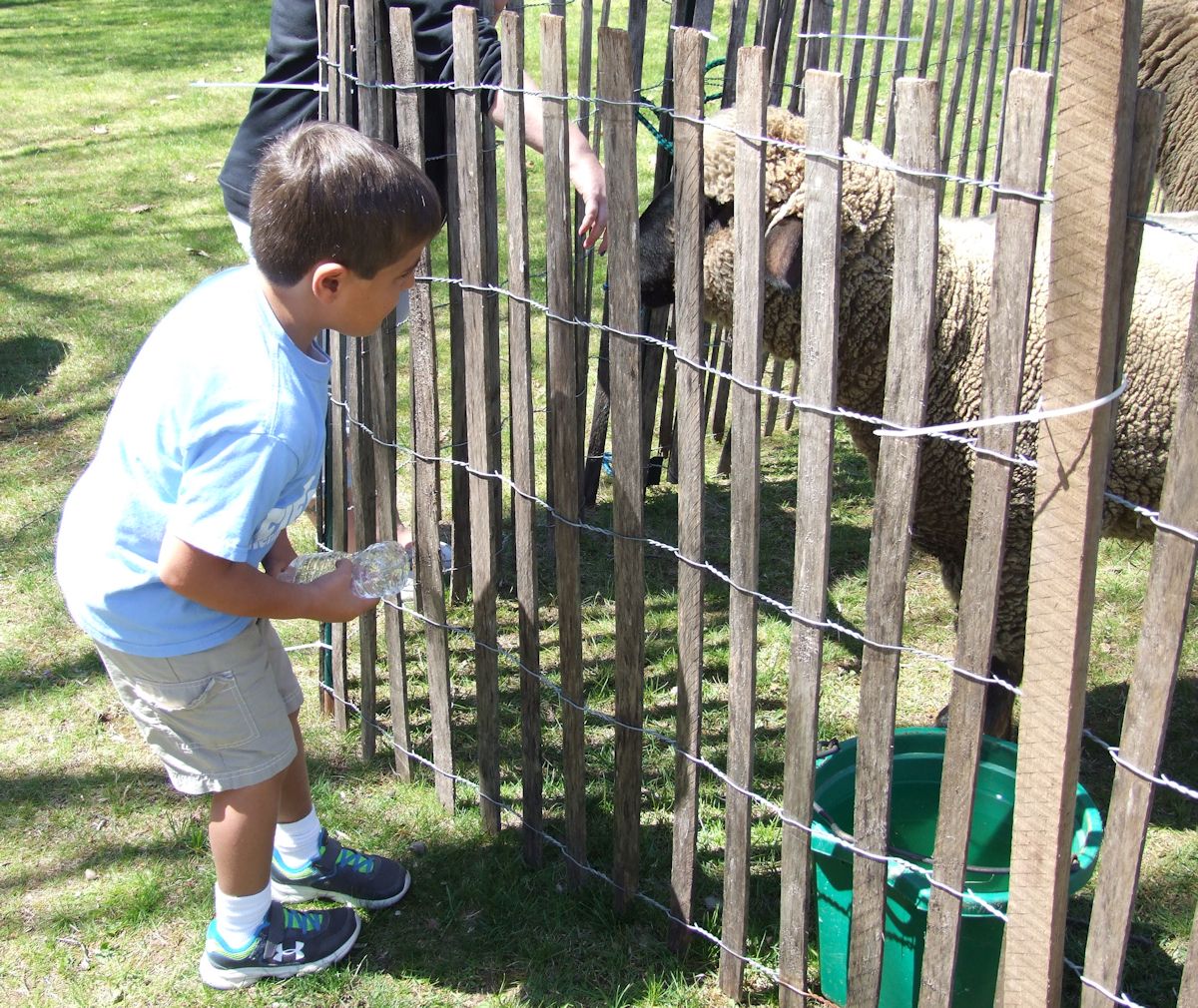 f510b6746ccb08e1aeae__sheep1.jpg