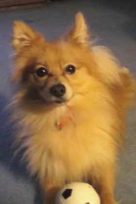 14580e6e18b9c805a9a0_lost-pet-image.jpg