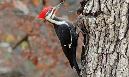 7bef7ba8a38f93c58198_Pileated_Woodpecker_via_usfws.jpg