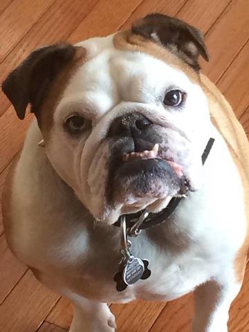 Resultado de imagen para facebook english bulldog
