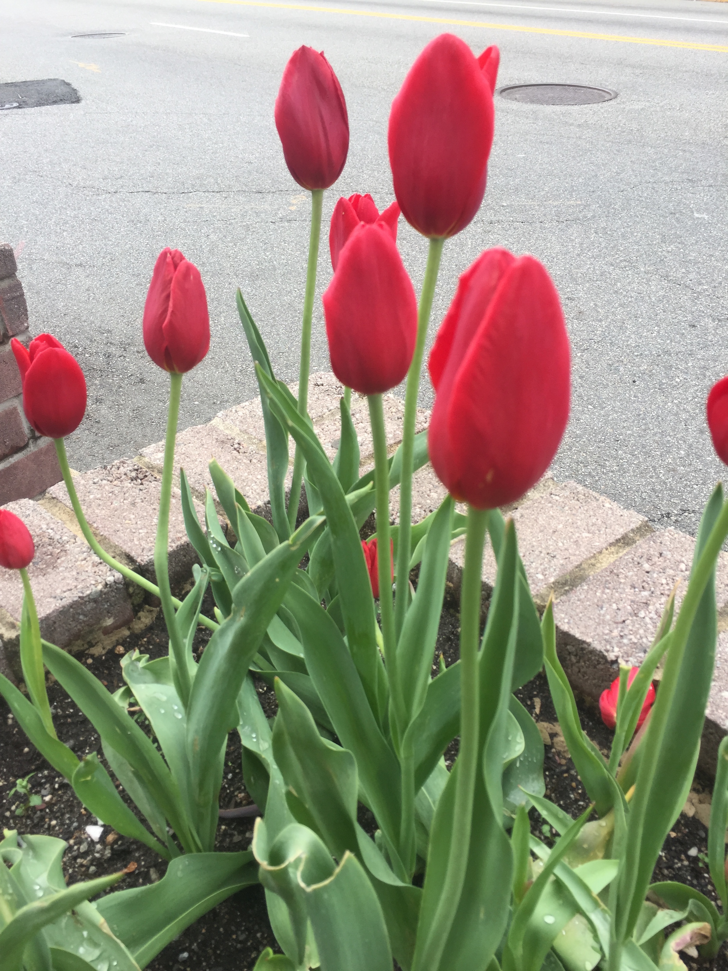 ab2f5a2b3f110260d337_tulips_for_tapinto_by_cindy.jpg