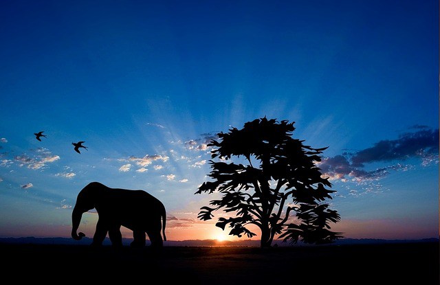 b4b017195c94fbc9c2de_elephant-985473_640.jpg