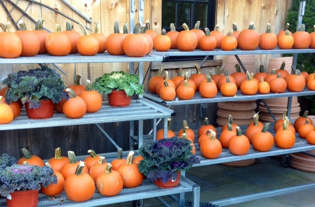 e7fe544dc0175ab9d0e5_PumpkinsBack2Nature.jpg