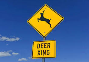 Morris County Motorists Should be on the Alert During Deer Rutting Season, photo 1
