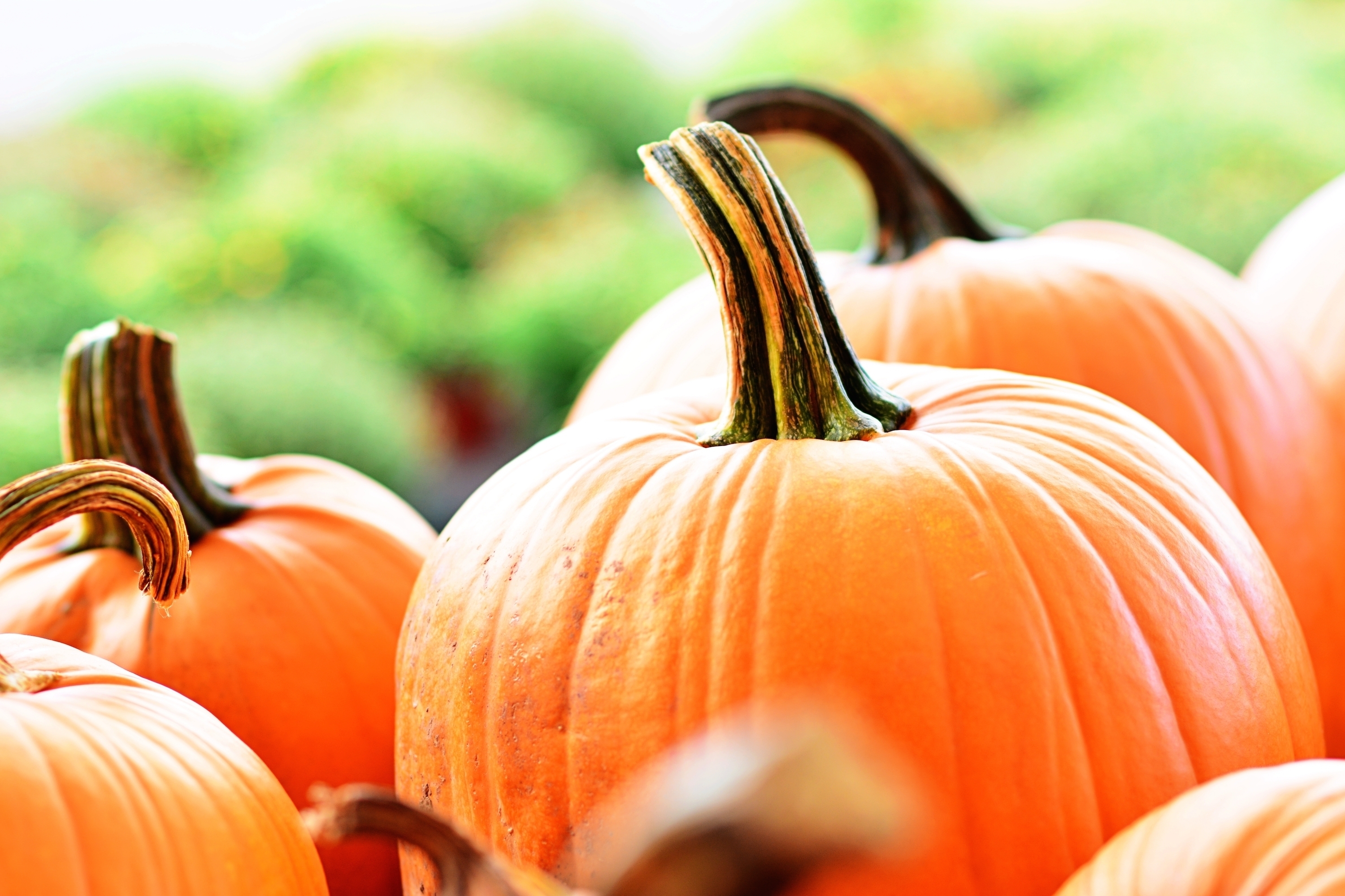 6d5b7af0746fb76ea21d_bc4152db90b111ad6fd9_bdc89505019582db4818_404f37a7fd92b84471bf_Halloween_Pumpkin.jpg