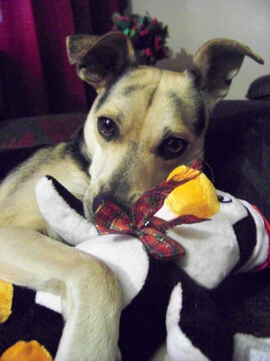 bd169373fff6f57a32c8_doggy.jpg