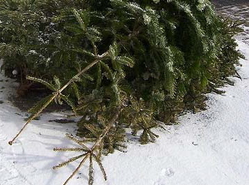 fa192042ae67aa1070e9_xmas_20tree_20recycling.jpg