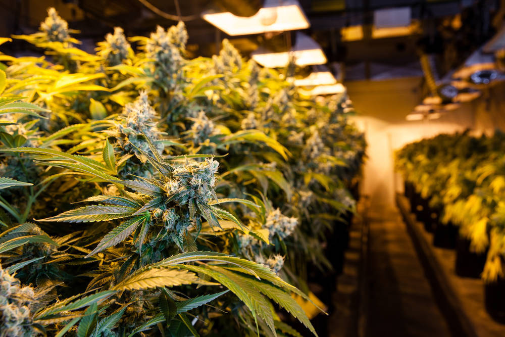 7cbe397ac276bf0bb323_Marijuana_3.jpg