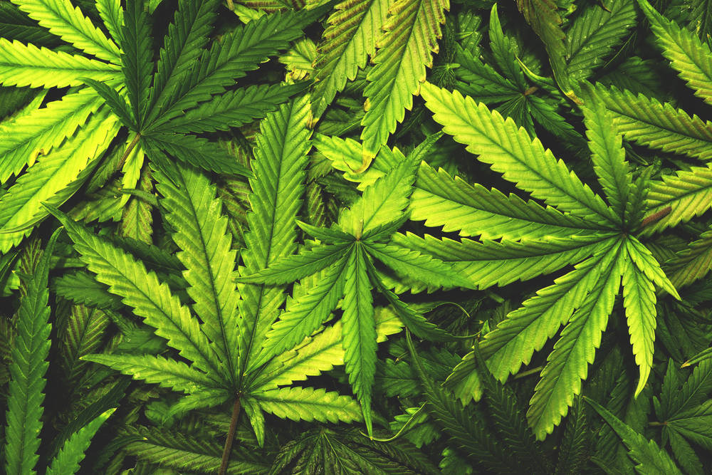 e357973cb2bf4f2bae48_Marijuana_4.jpg