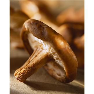 43686b7ba84732656108_mushroom.jpg